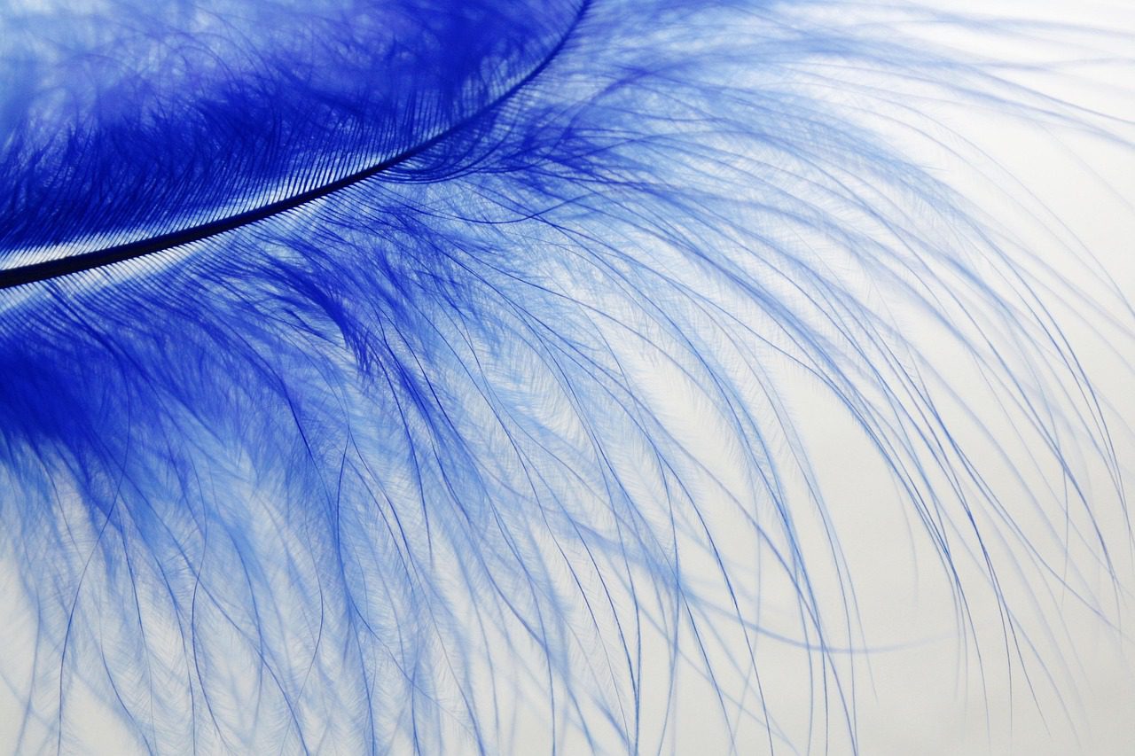 feather-2978976_1280